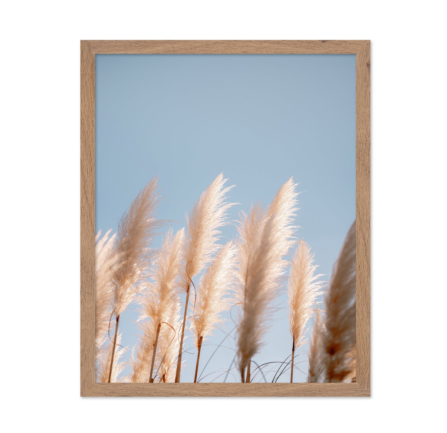 Soft Pampas Sky