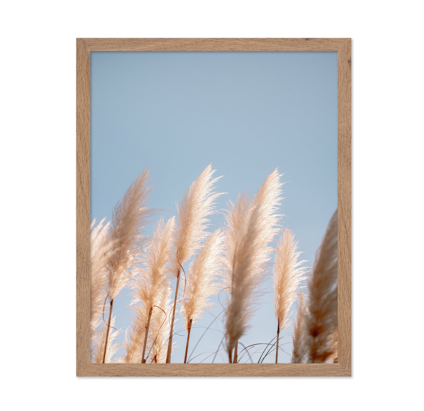 Soft Pampas Sky