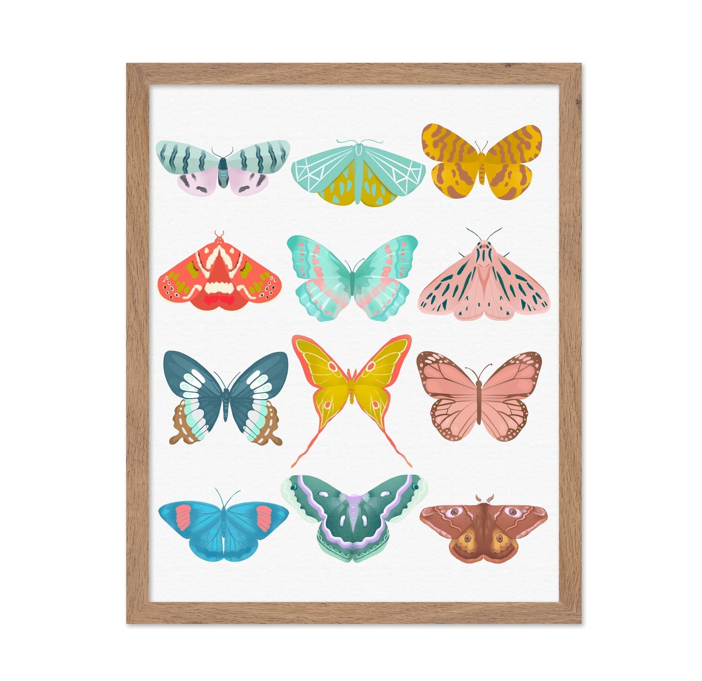 Butterfly Collection