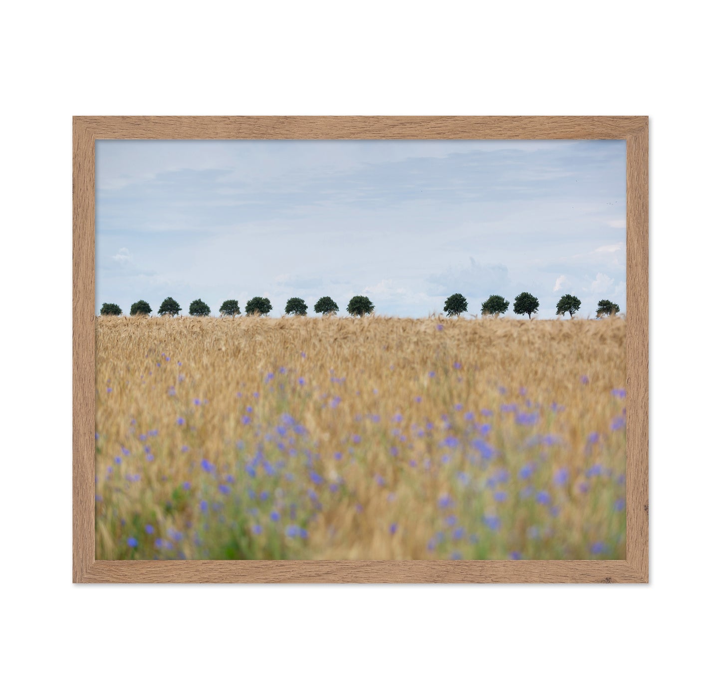 Nordic Wheat Field