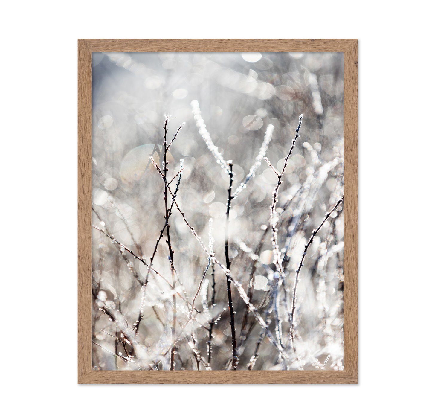 Frosted Winter Branches No1
