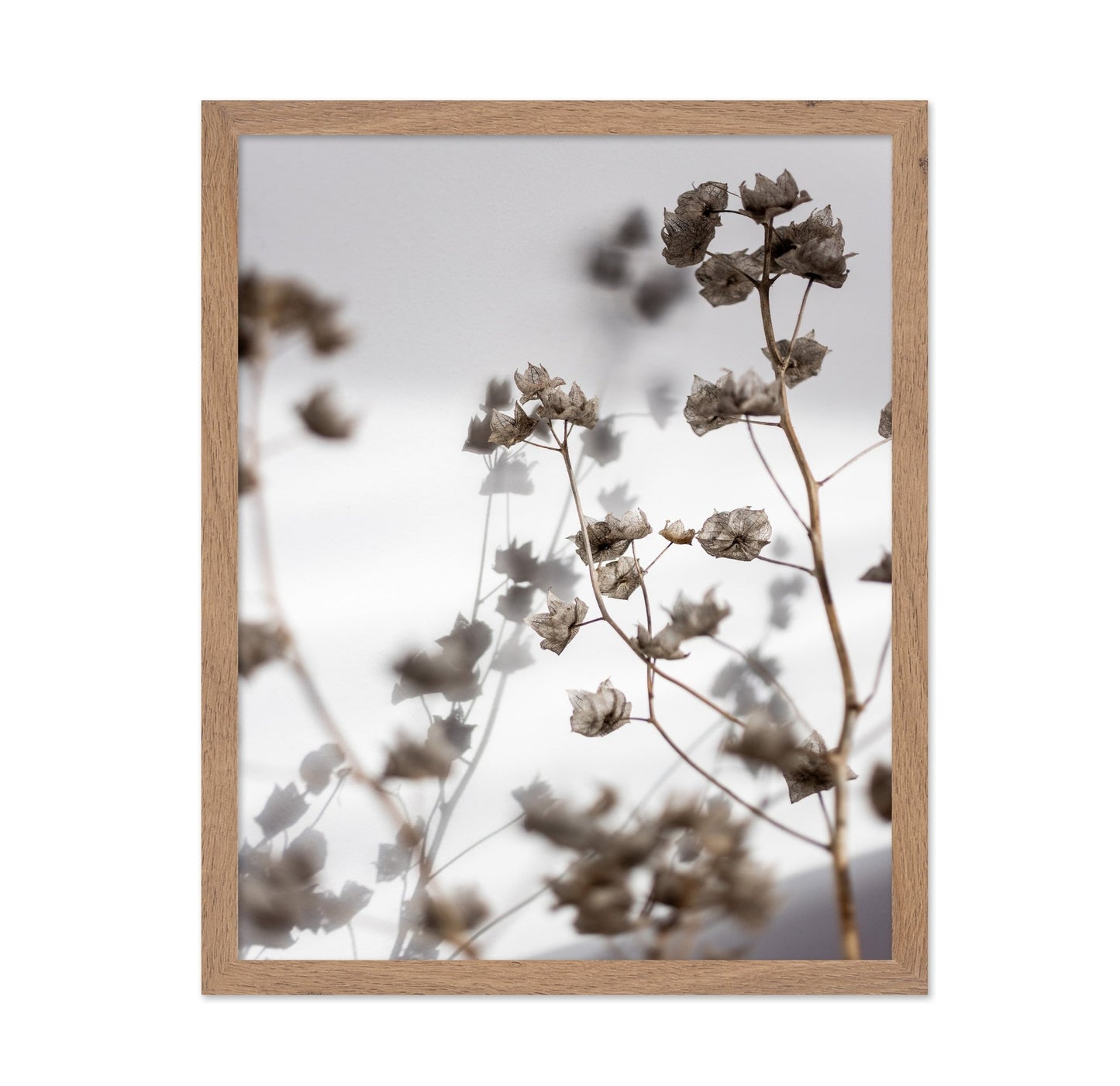 Dried Floral Silhouettes No1