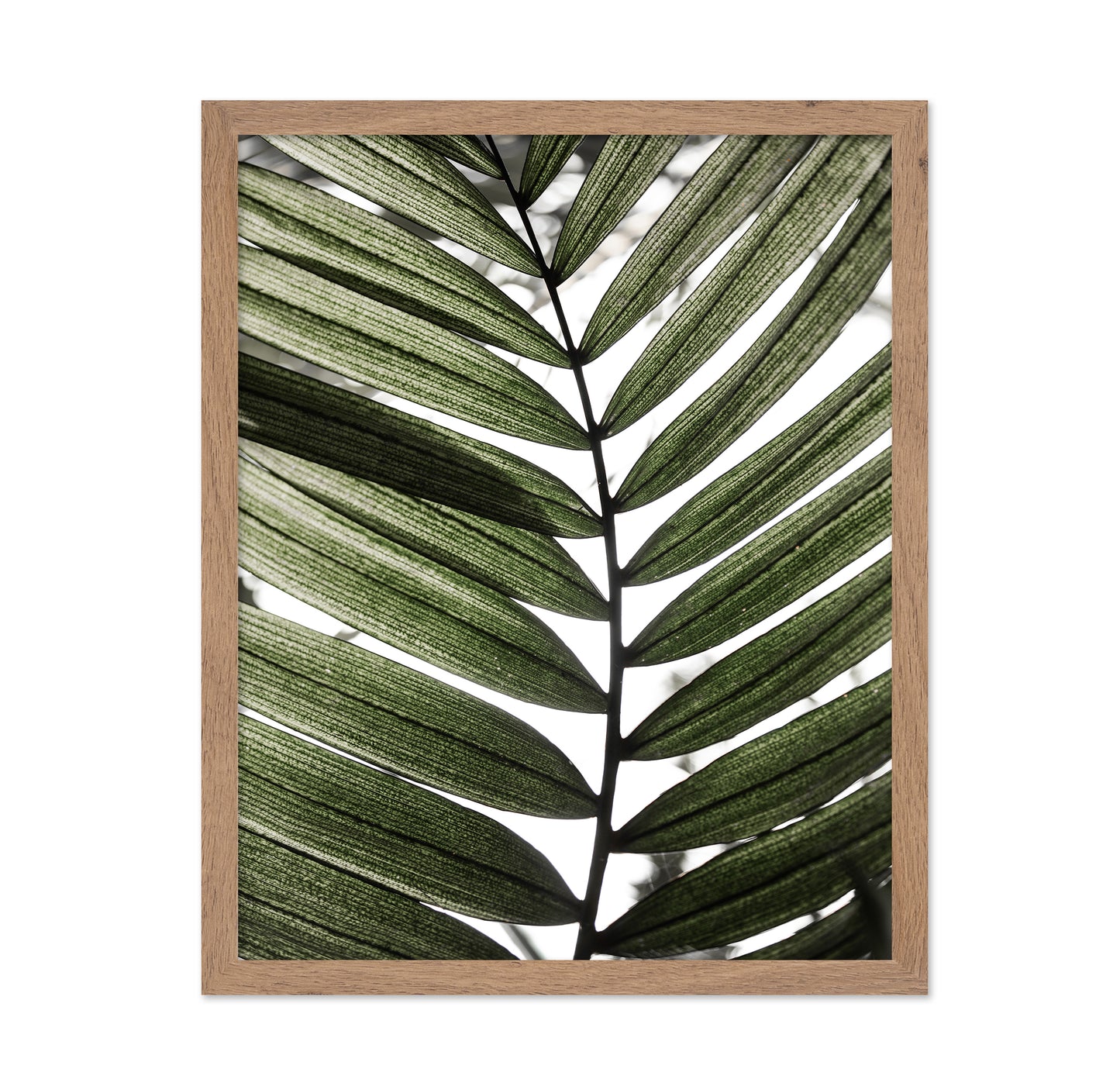 Palm Leaf Texture No1