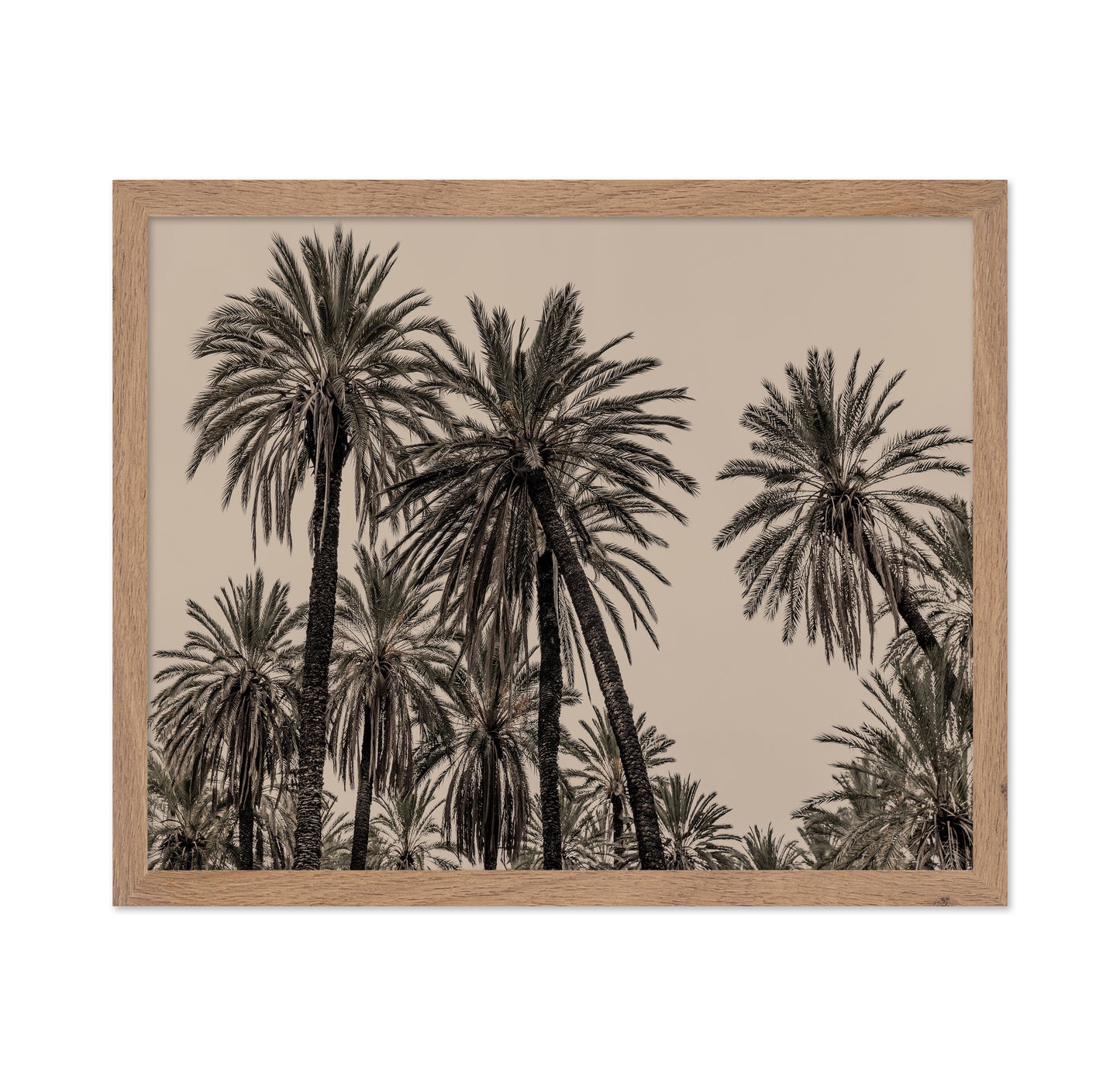 Vintage Palm Grove No1
