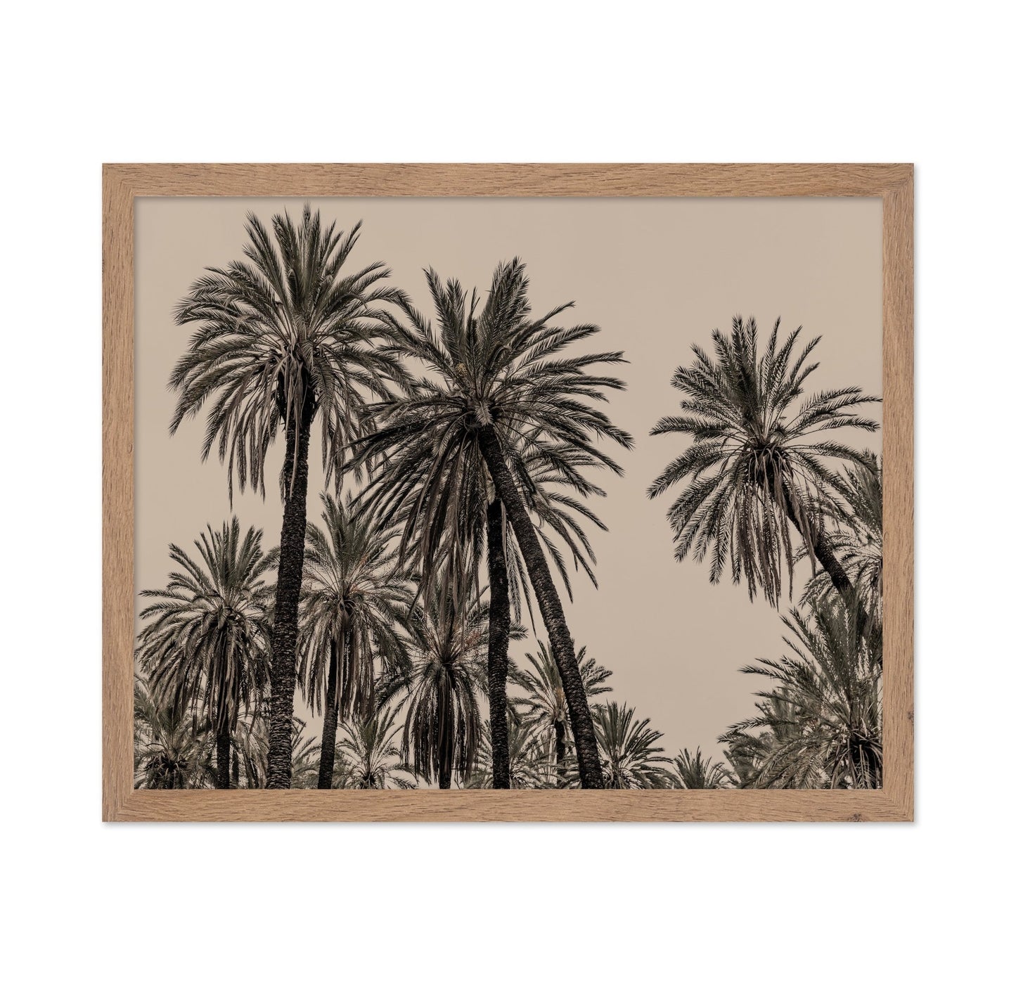 Vintage Palm Grove No1