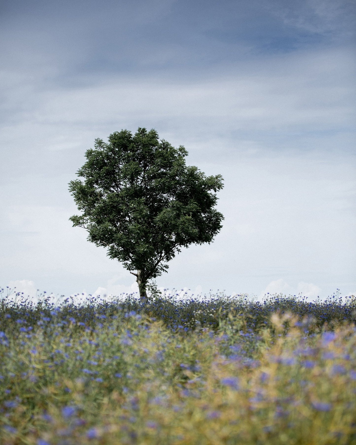 Lone Tree in Summer Field
