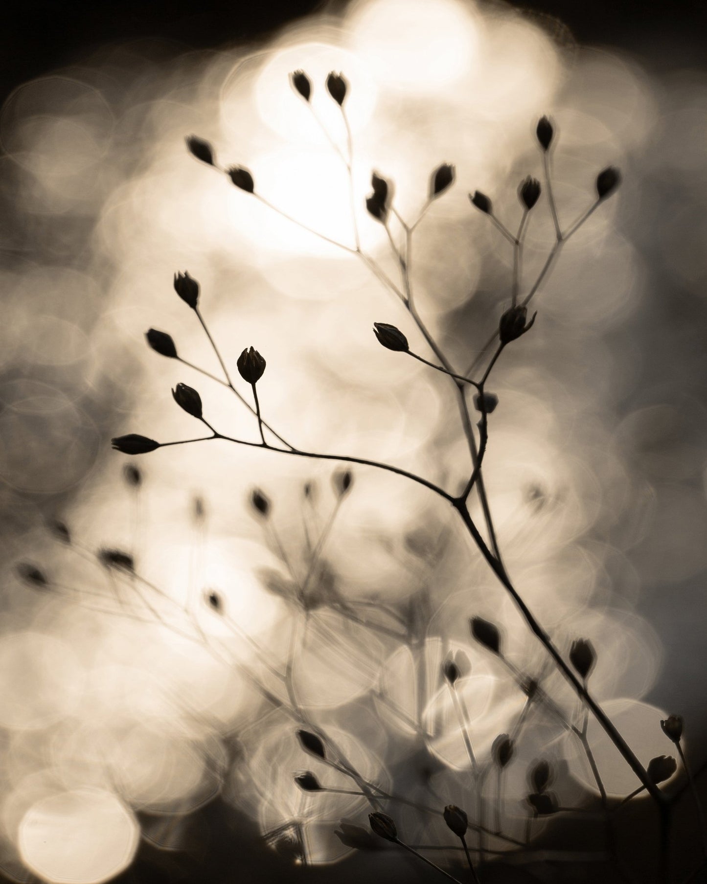 Golden Plant Silhouette