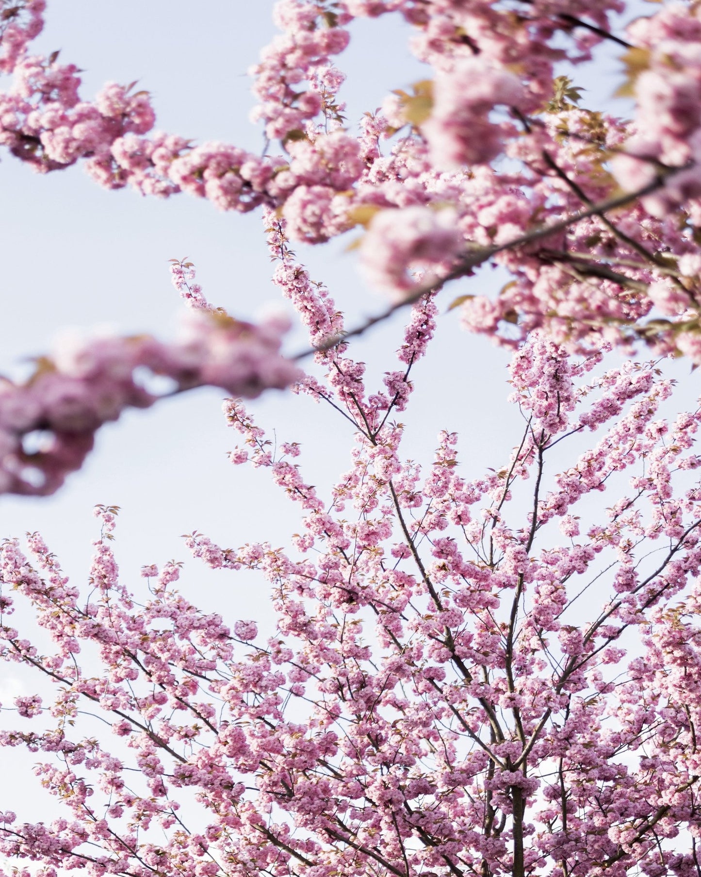 Pink Blossom Branches