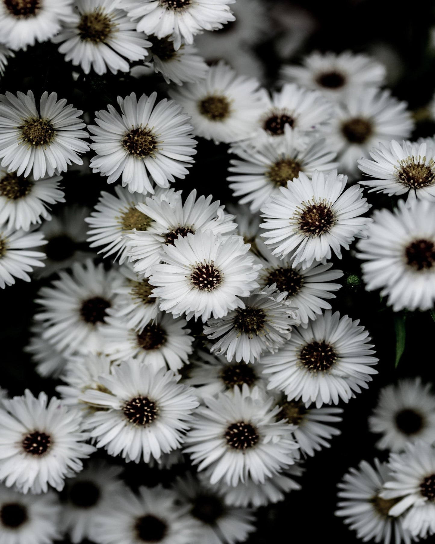 White Daisy Cluster