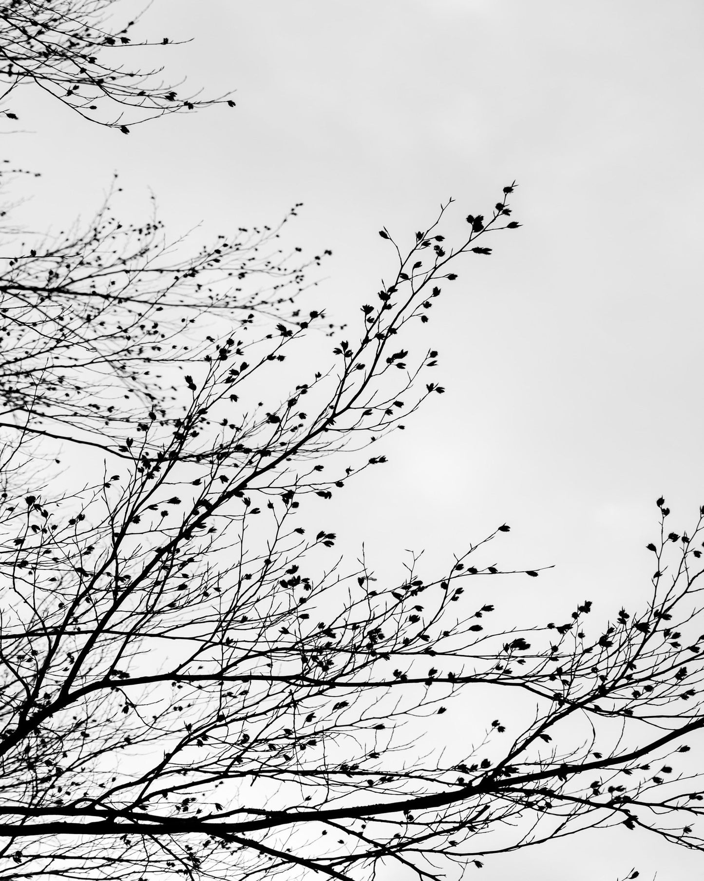 Winter Branch Silhouette