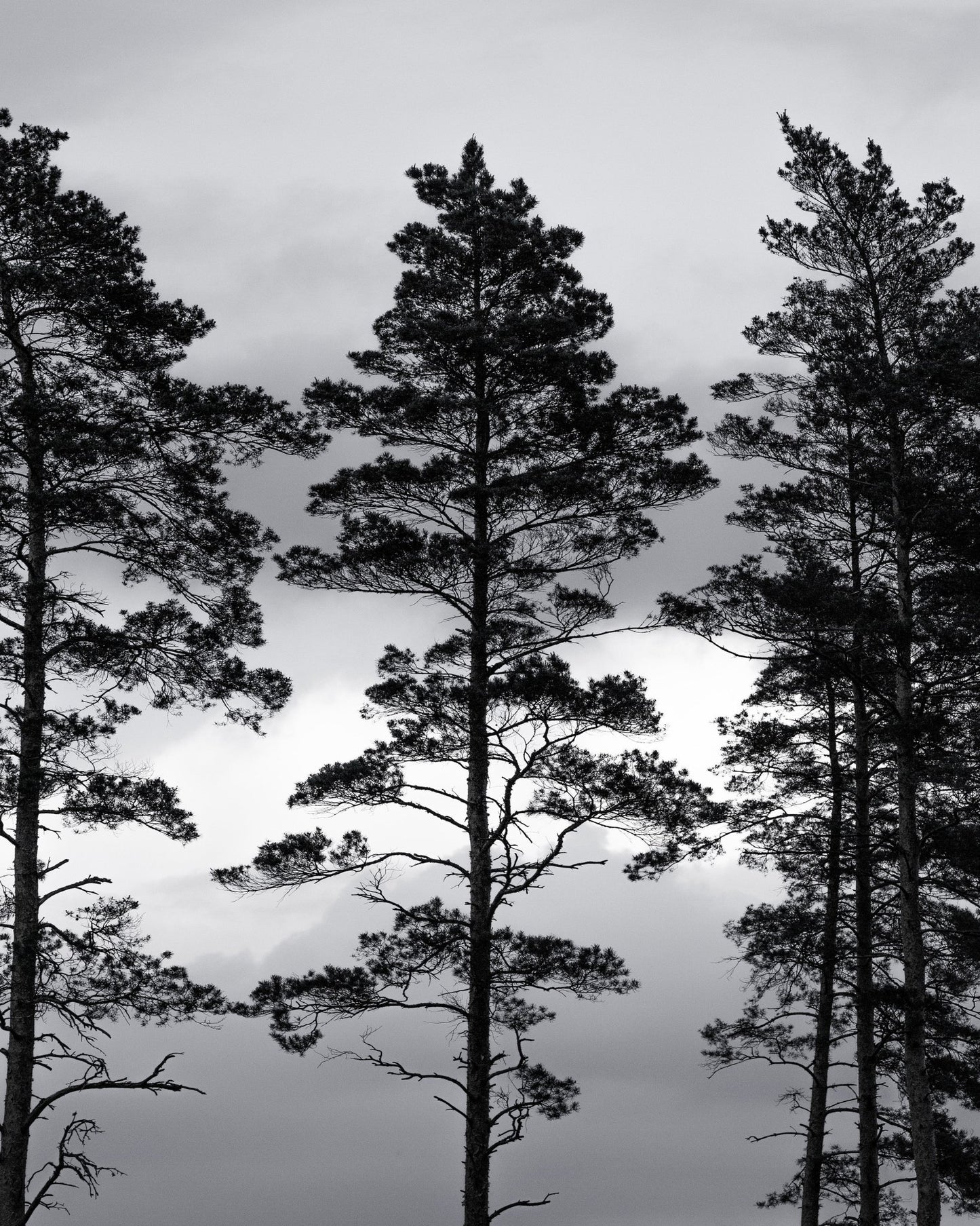 Nordic Pine Silhouettes