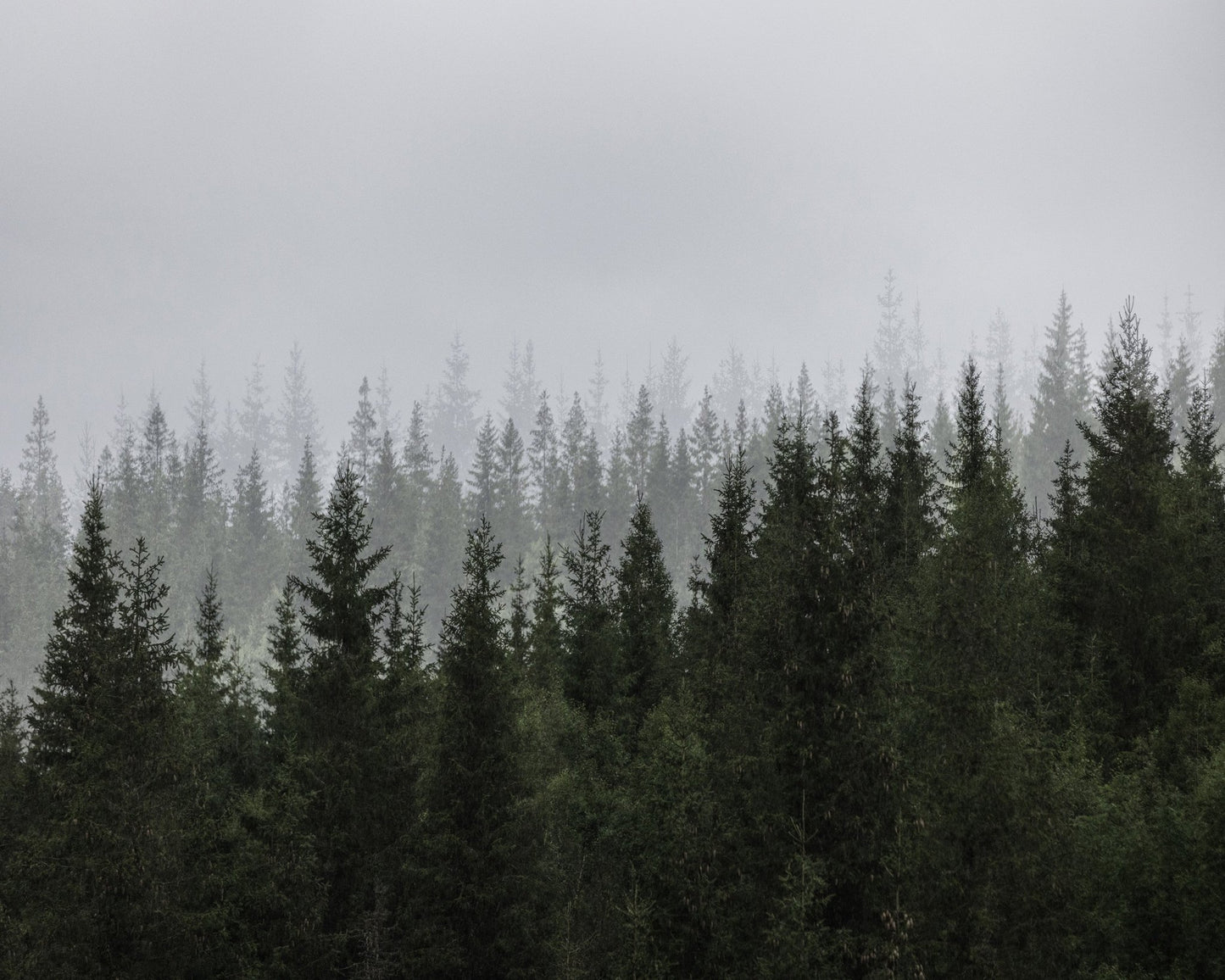 Misty Pine Forest No1