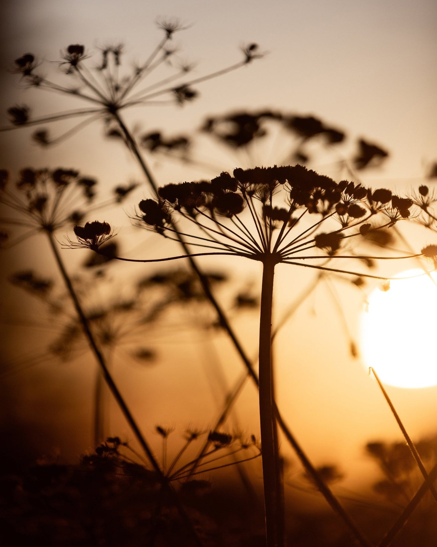 Sunset Wild Silhouettes