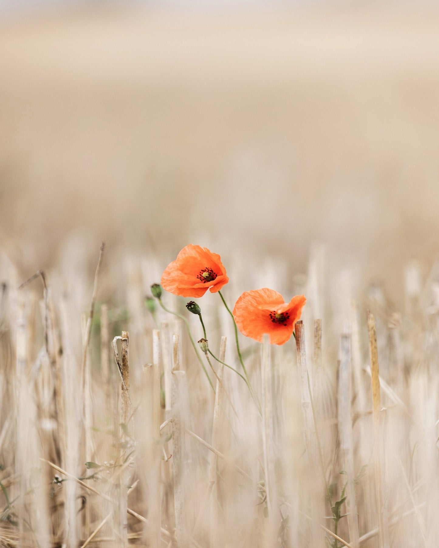 Wild Poppy Pair