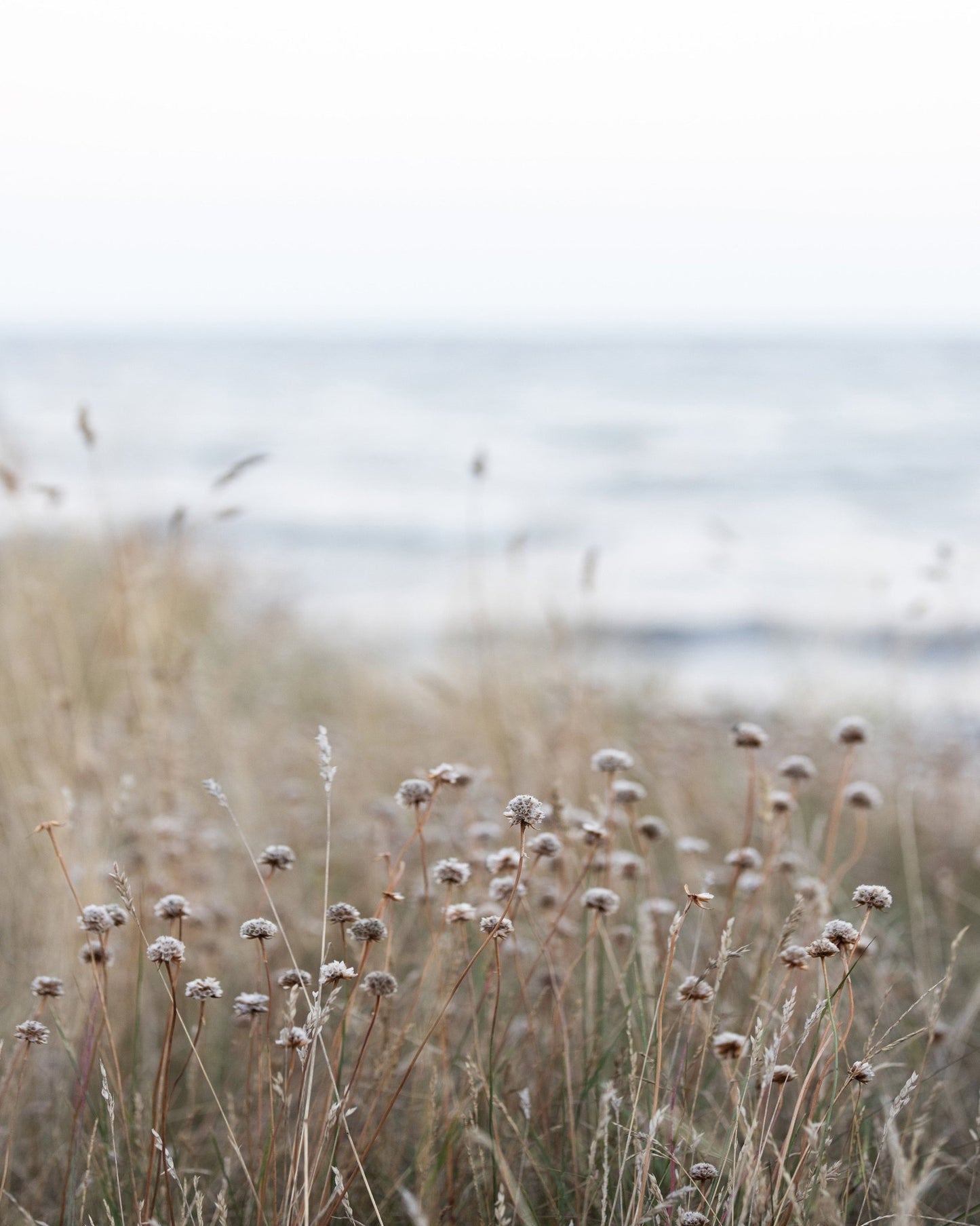 Coastal Grass Calm