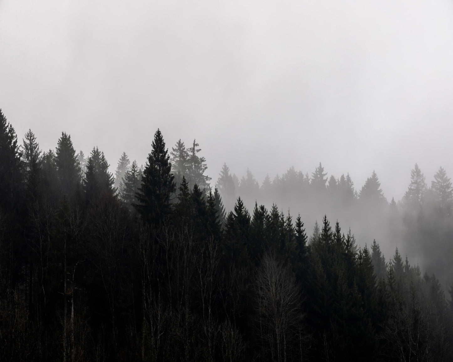 Misty Forest No2
