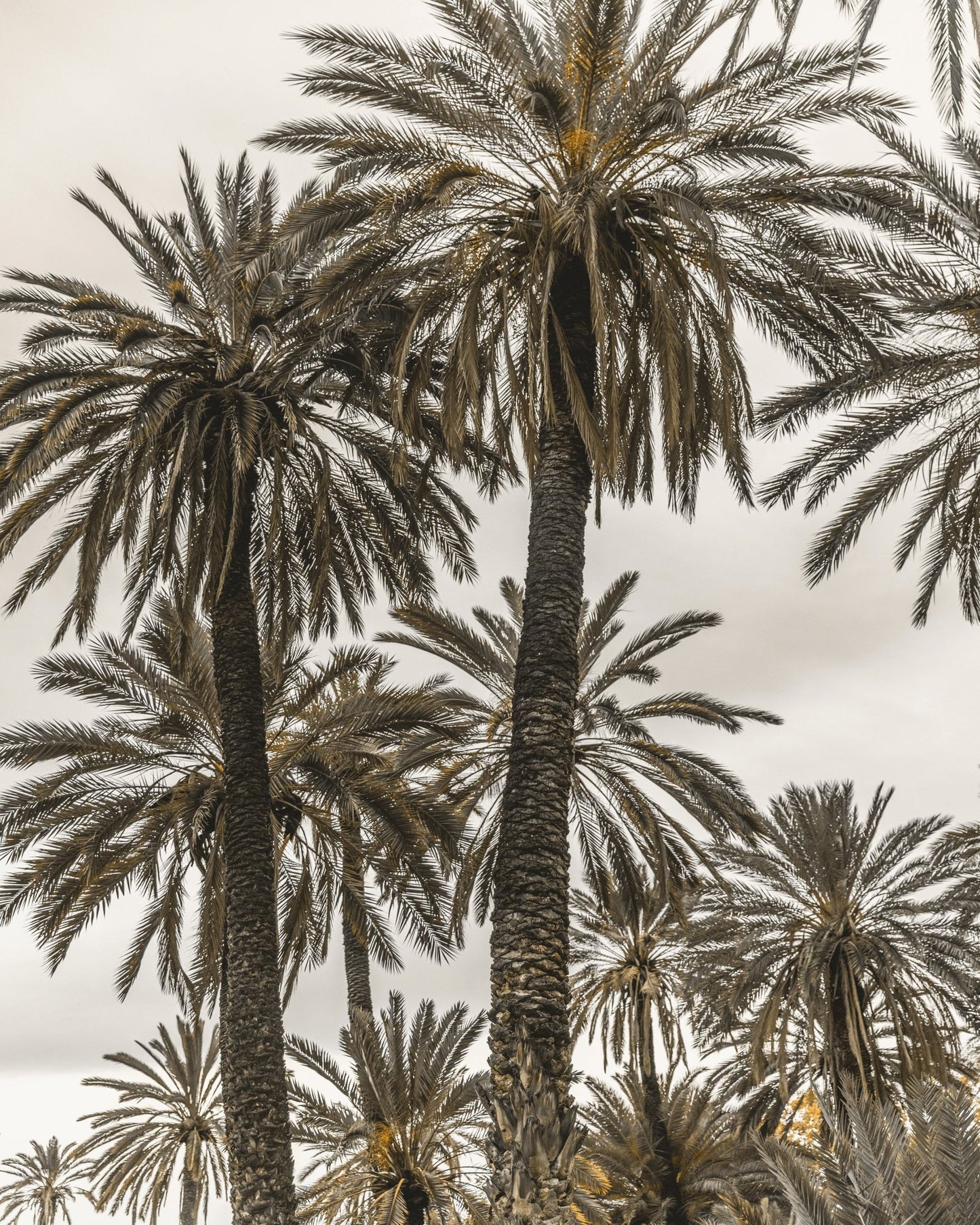 Vintage Palm Grove No2