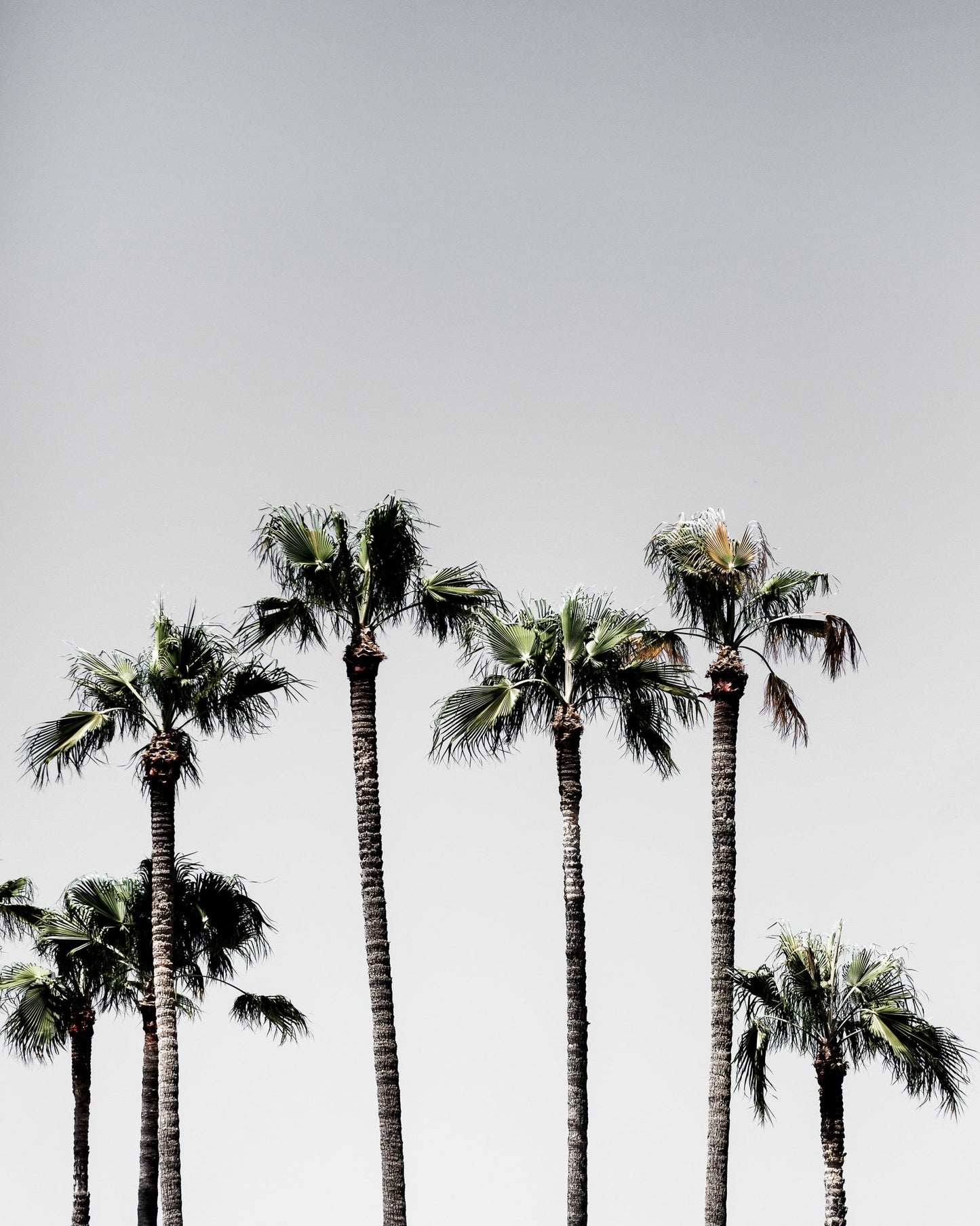 Tall Palms