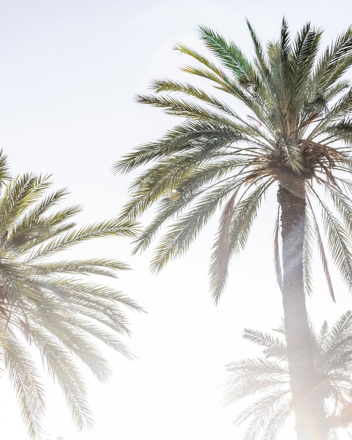 Sunlit Palms