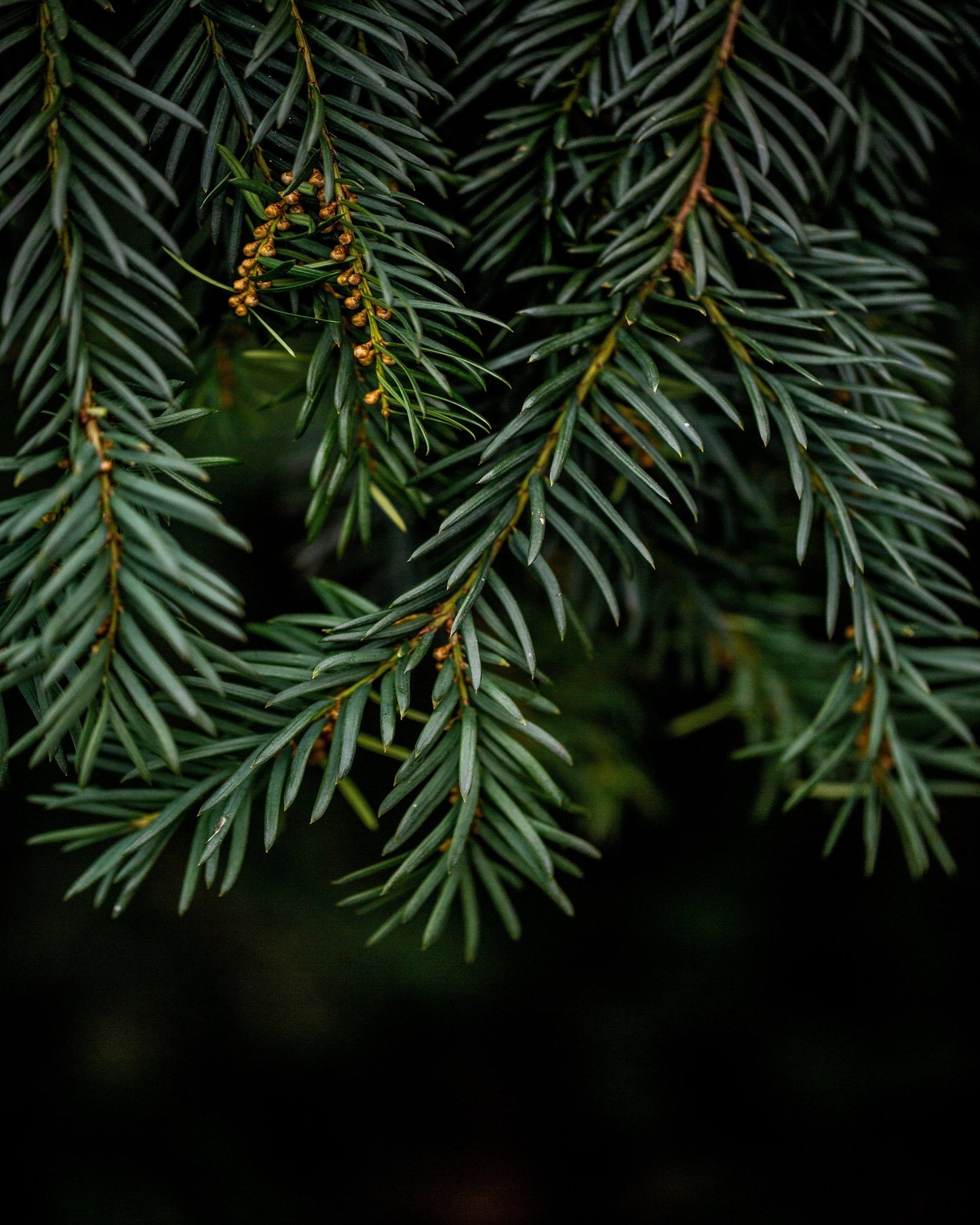 Evergreen Branch Detail