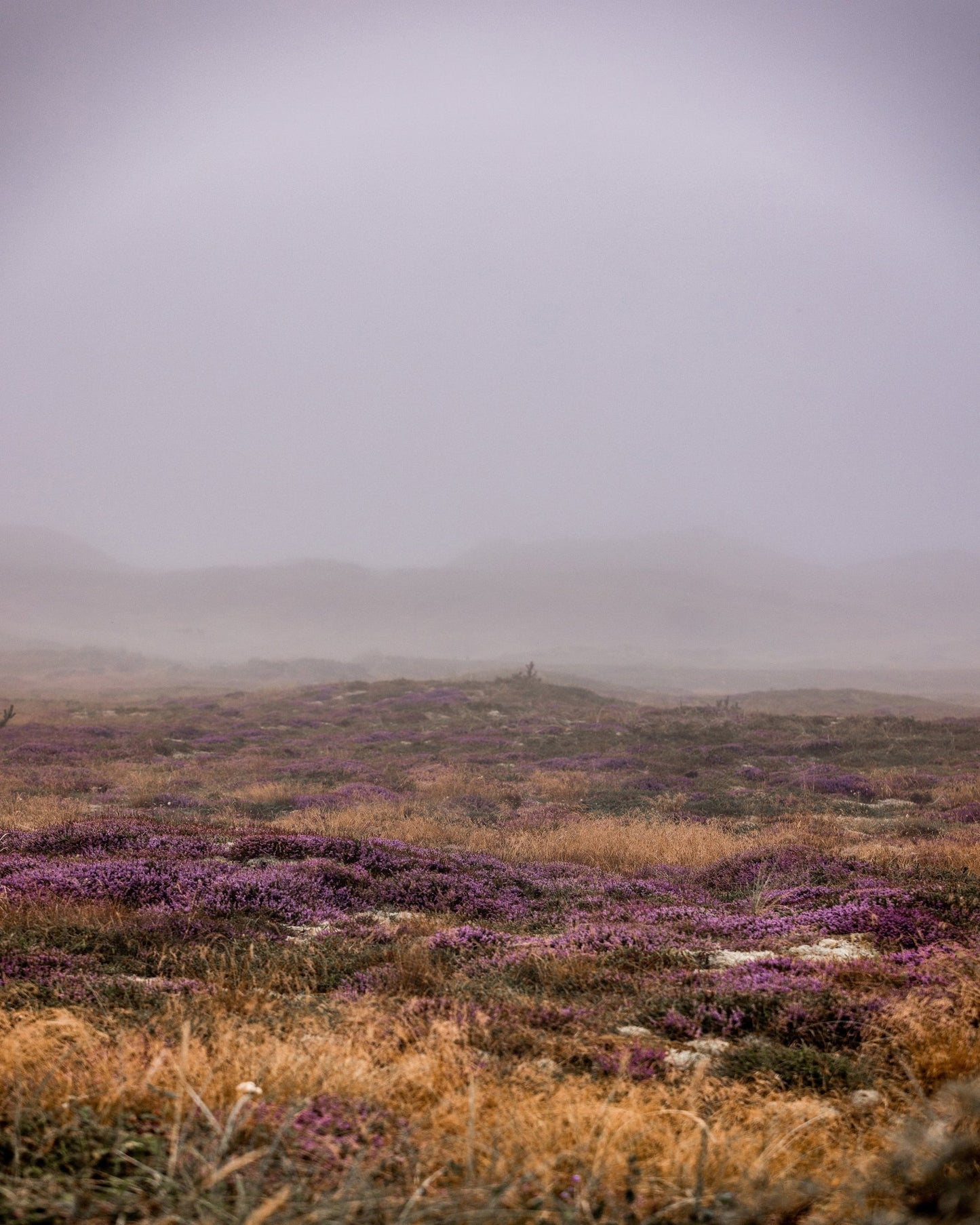Misty Heather Dunes