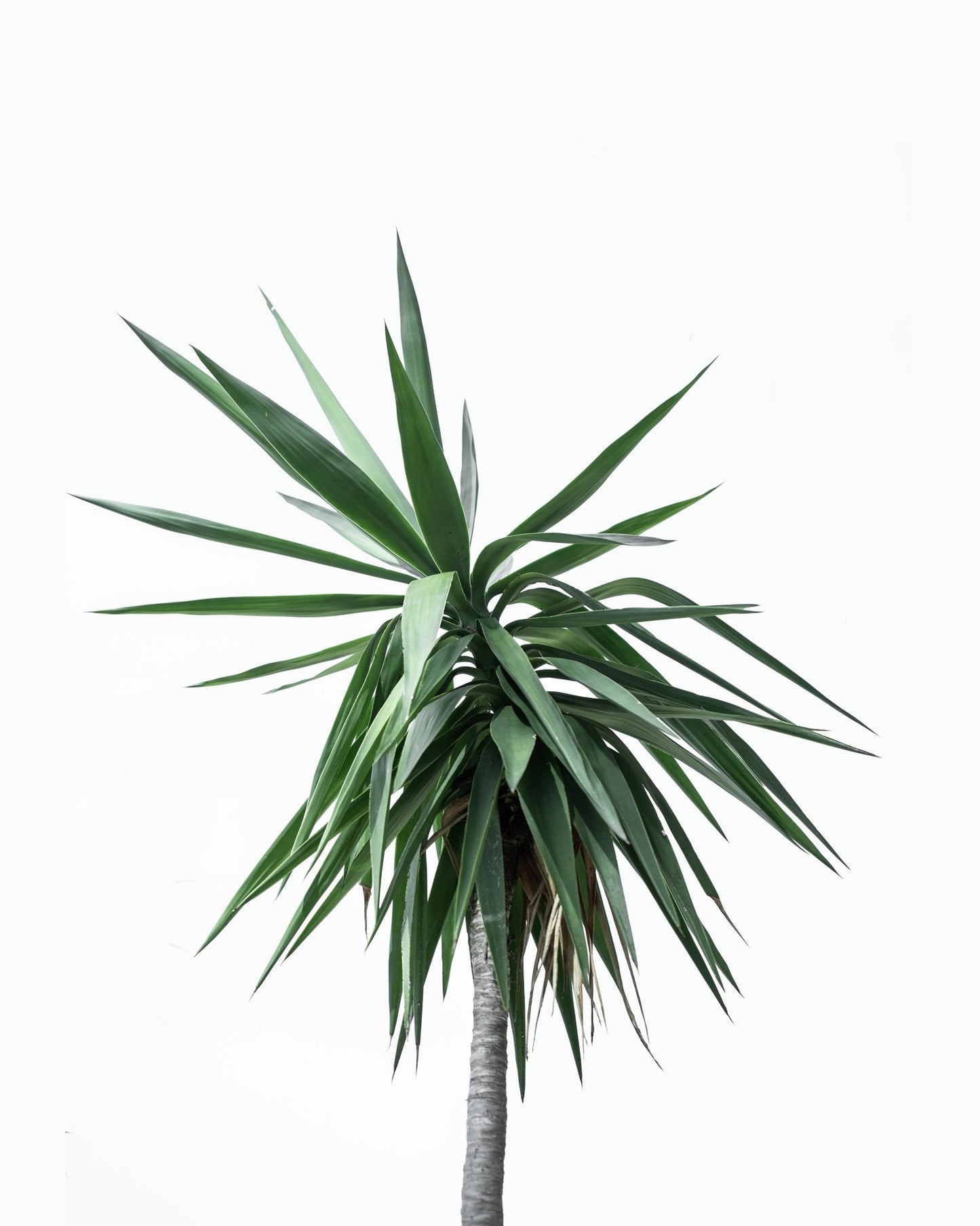 Minimal Palm Silhouette No2
