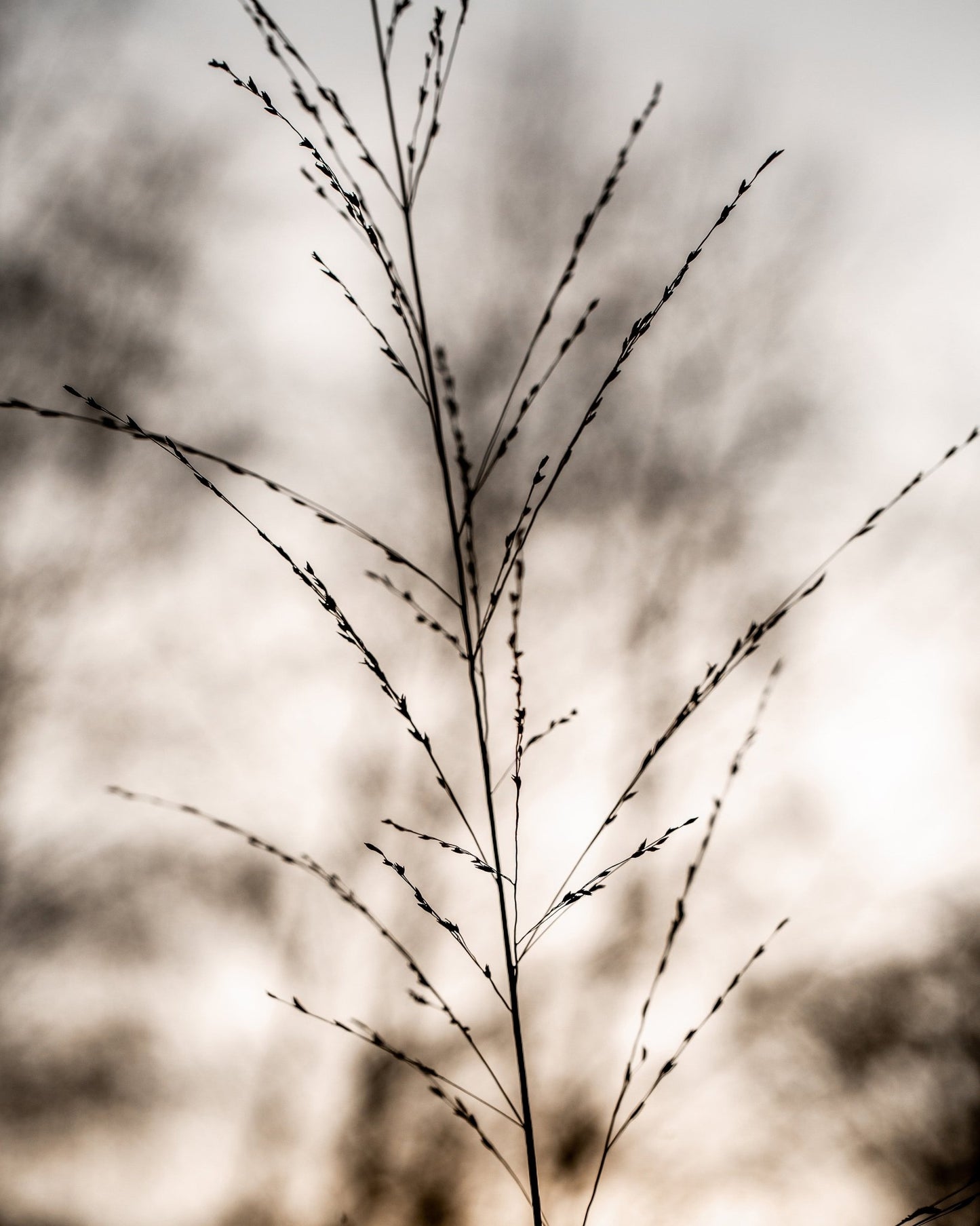 Soft Grass Silhouette