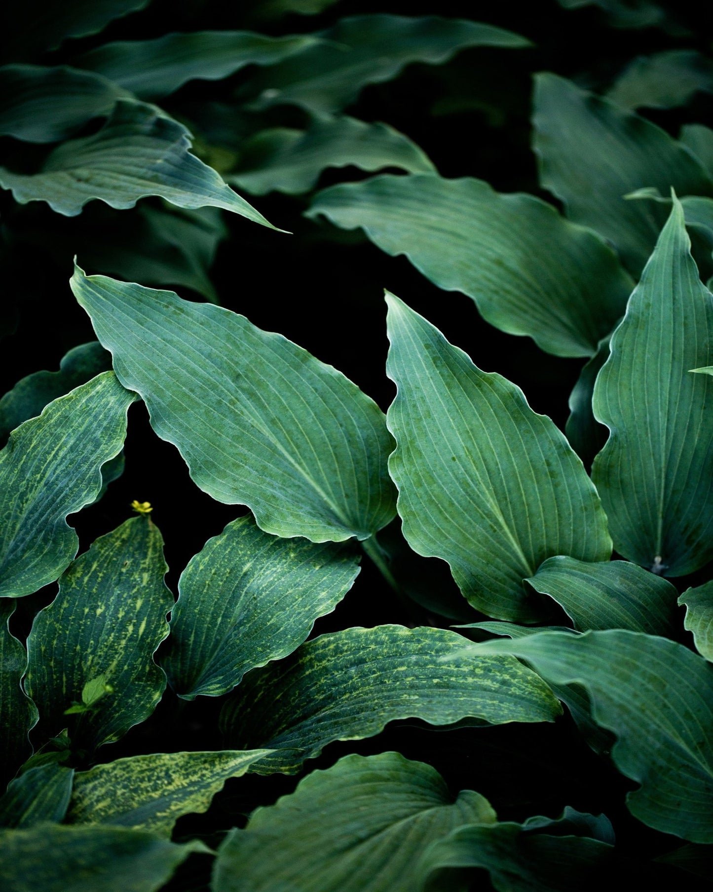 Deep Green Leaves No2
