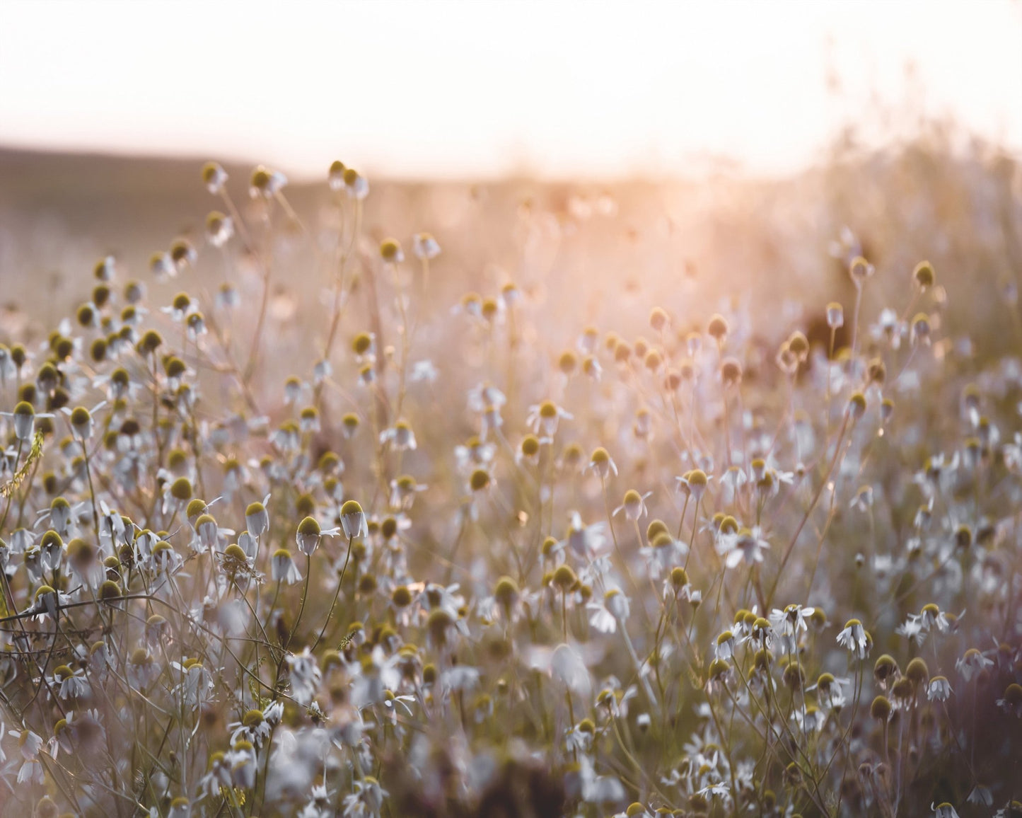 Golden Daisy Field