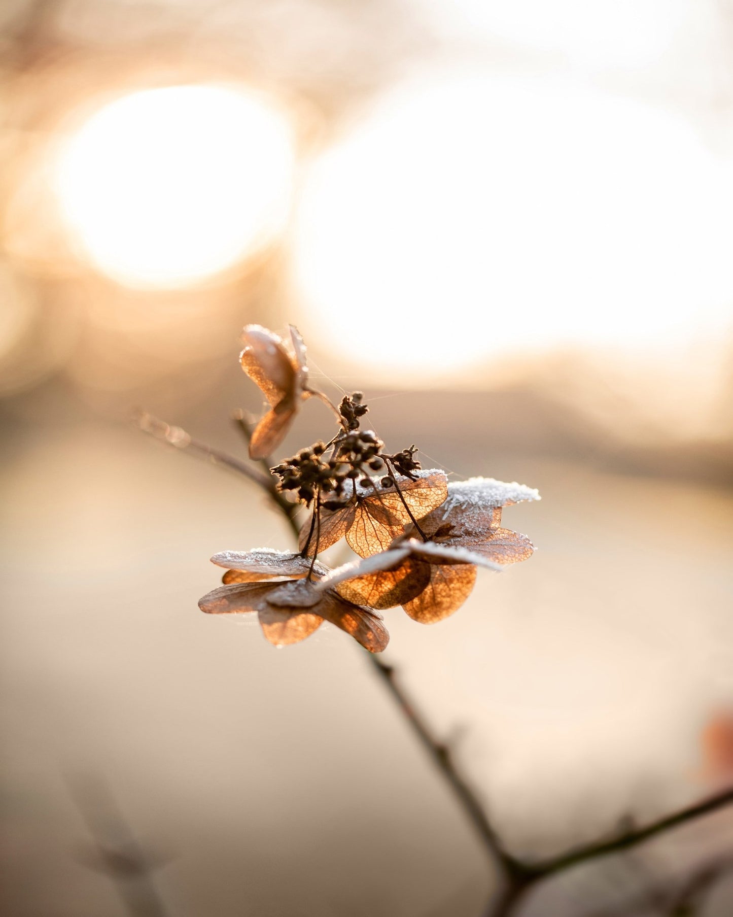 Golden Frost Petals