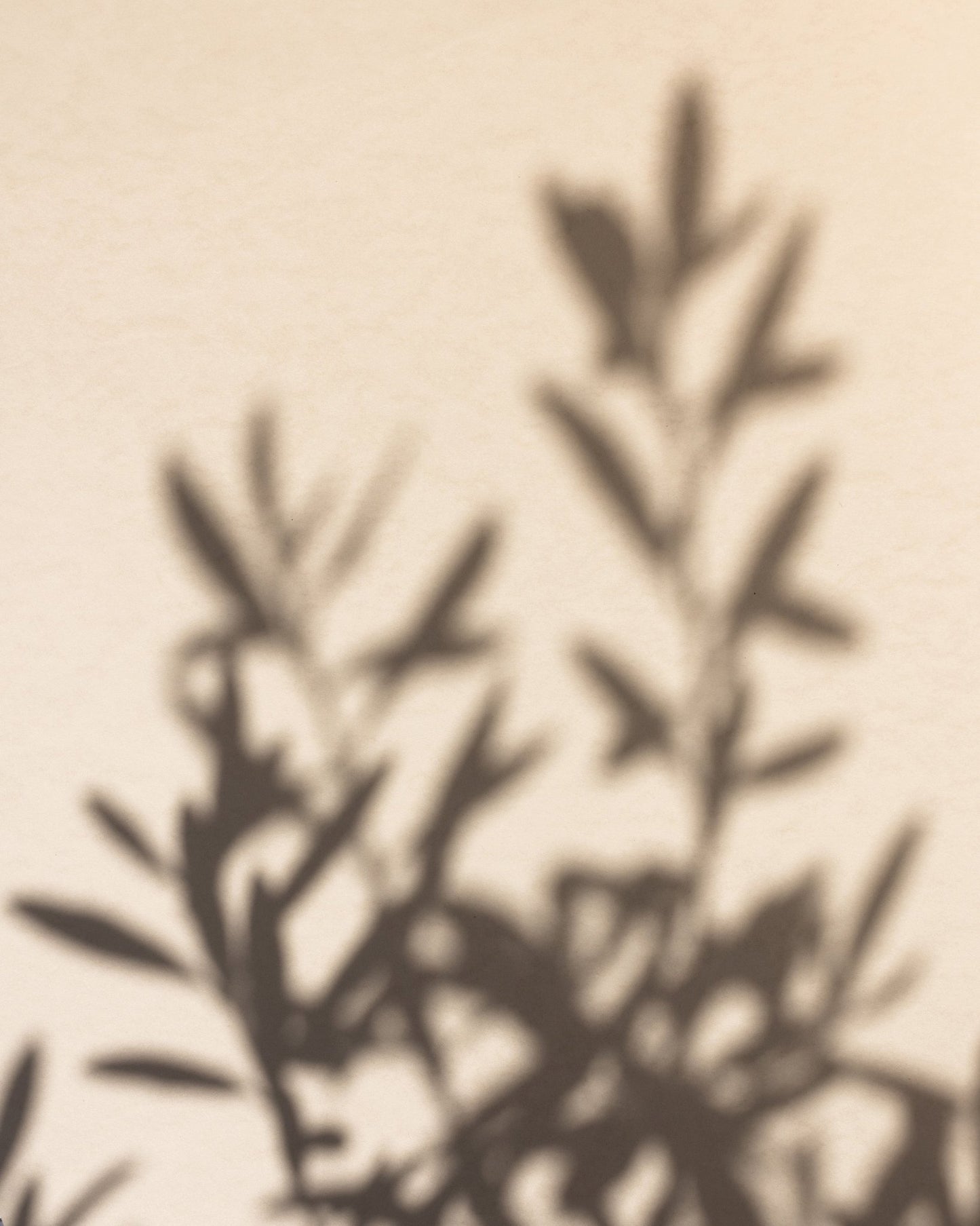 Soft Plant Shadows