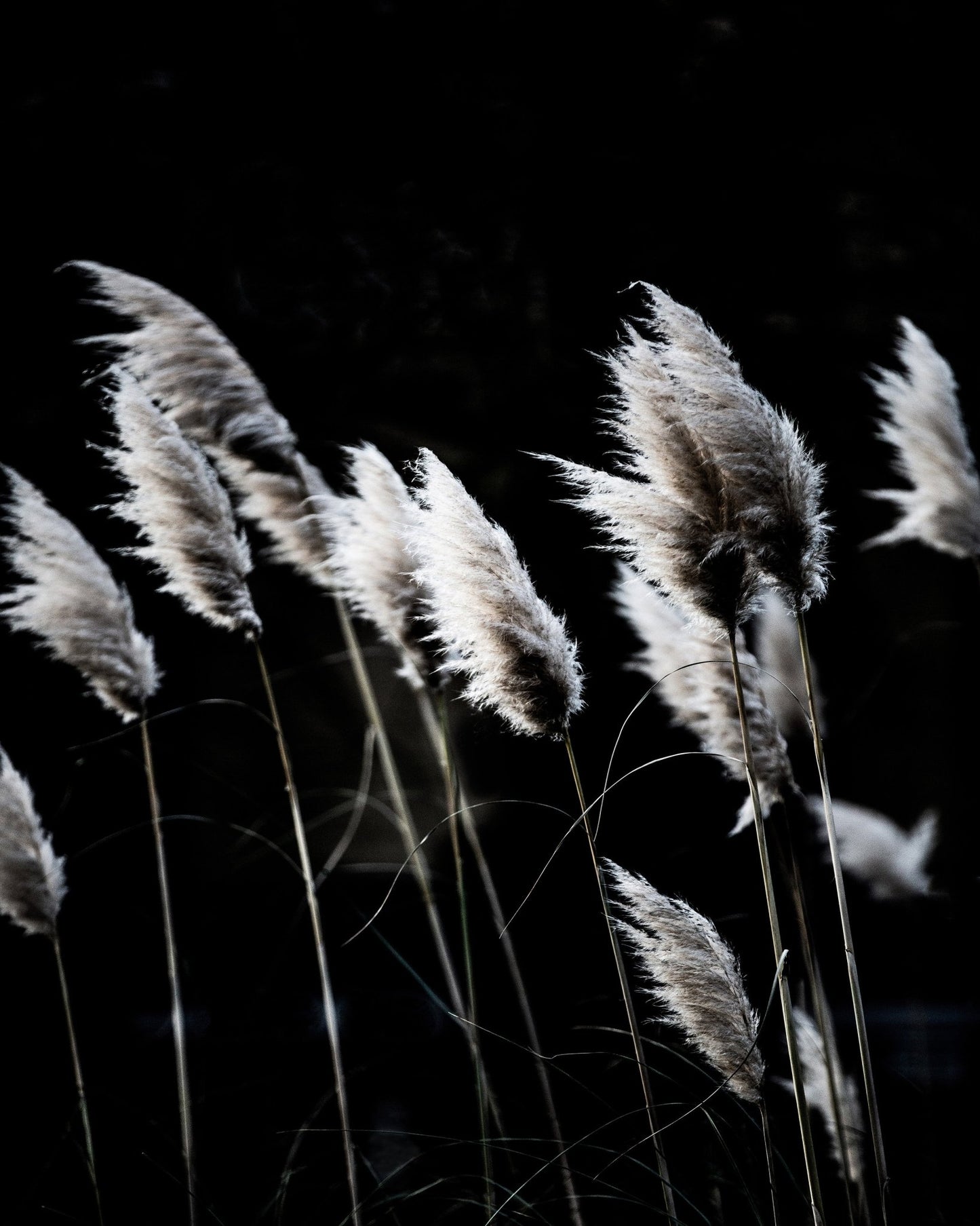 Dark Reed Grass