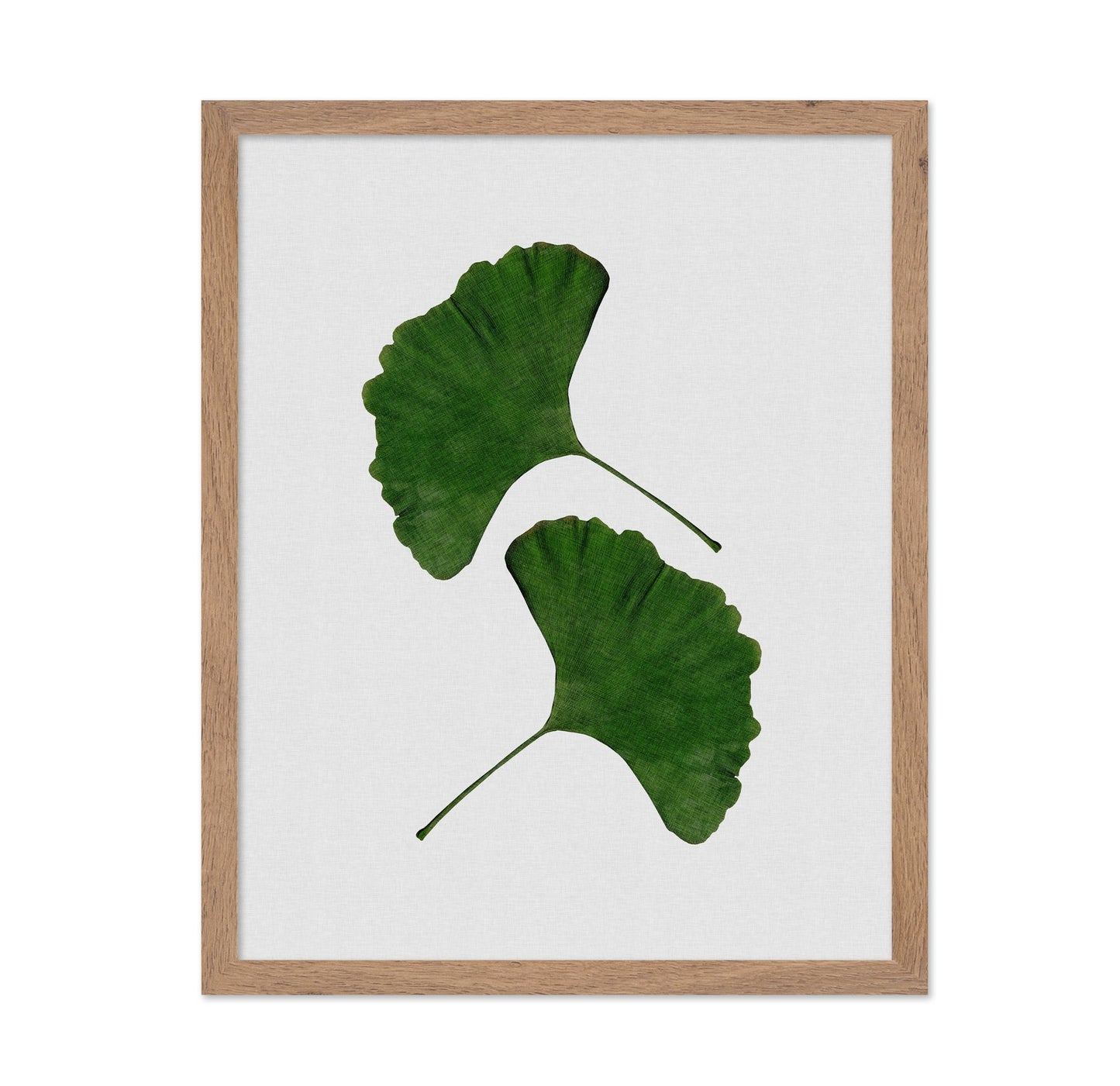 Green Ginkgo Leaves No1