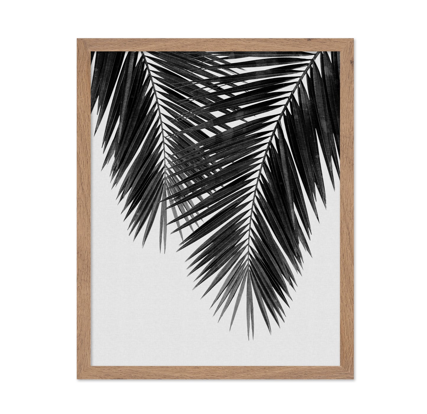 Monochrome Palm Frond