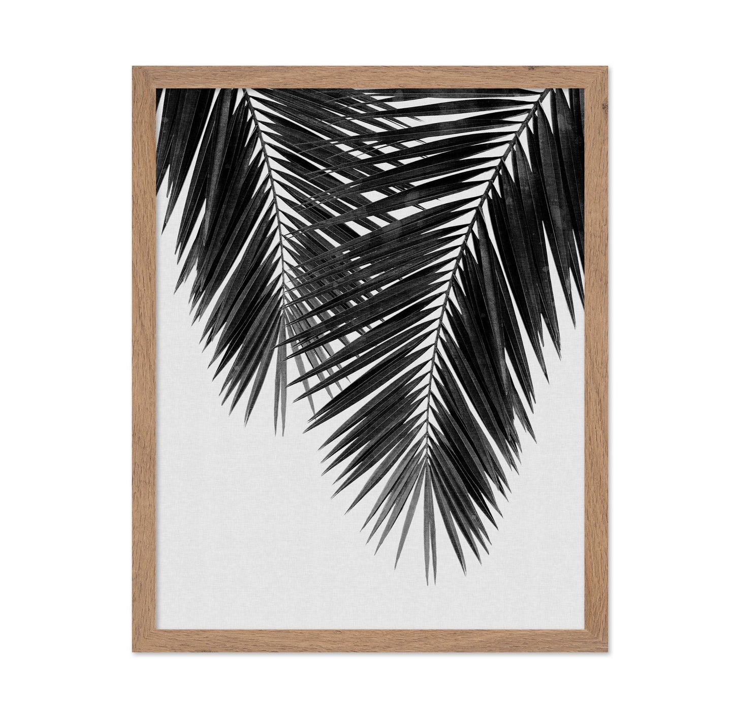 Monochrome Palm Frond