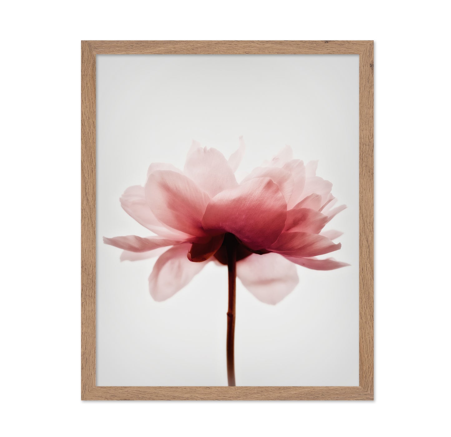 Soft Pink Peony No4