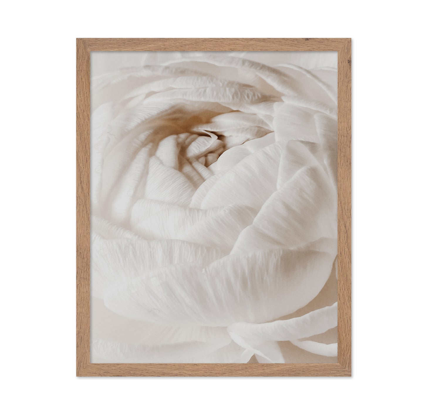 Soft White Buttercup Bloom