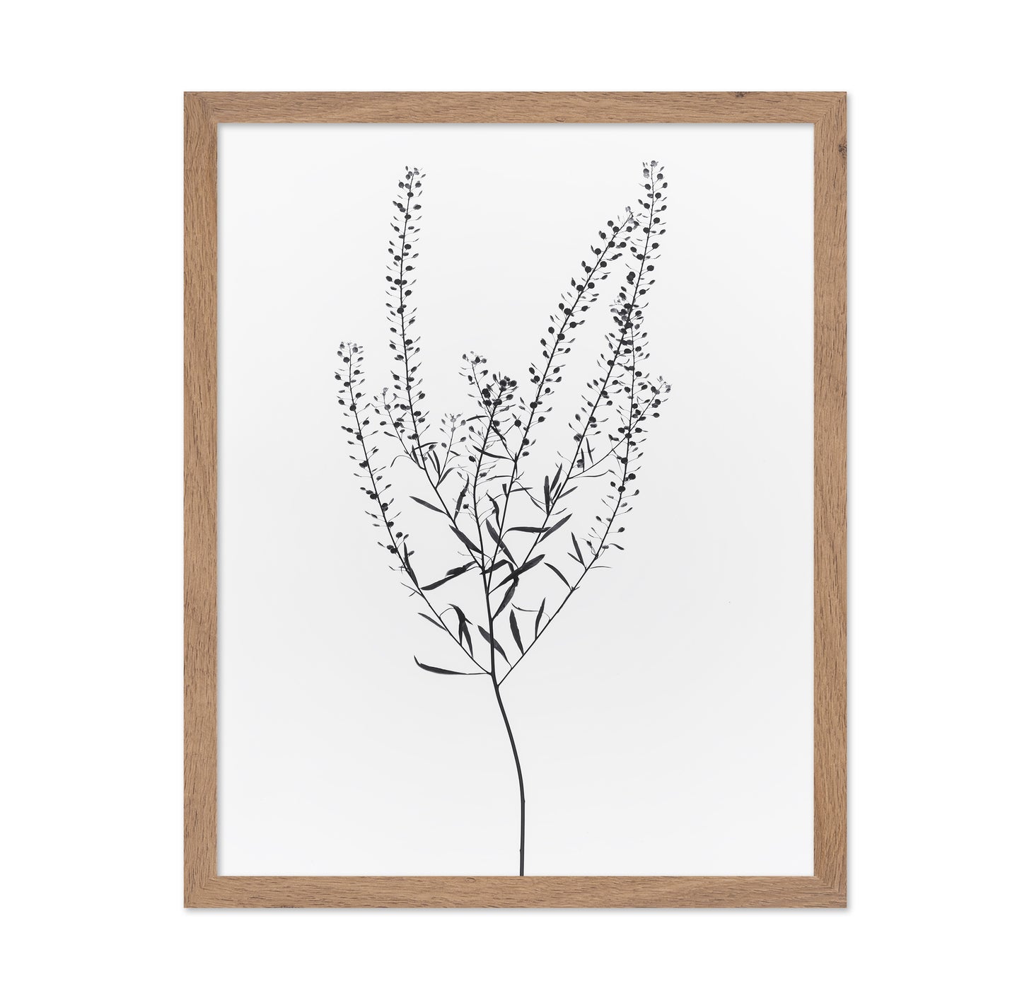 Delicate Botanical Stem