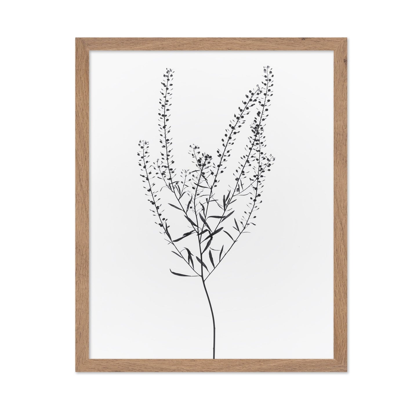 Delicate Botanical Stem