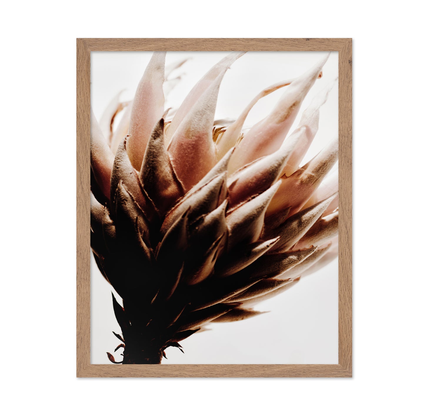 Warm Protea Bloom