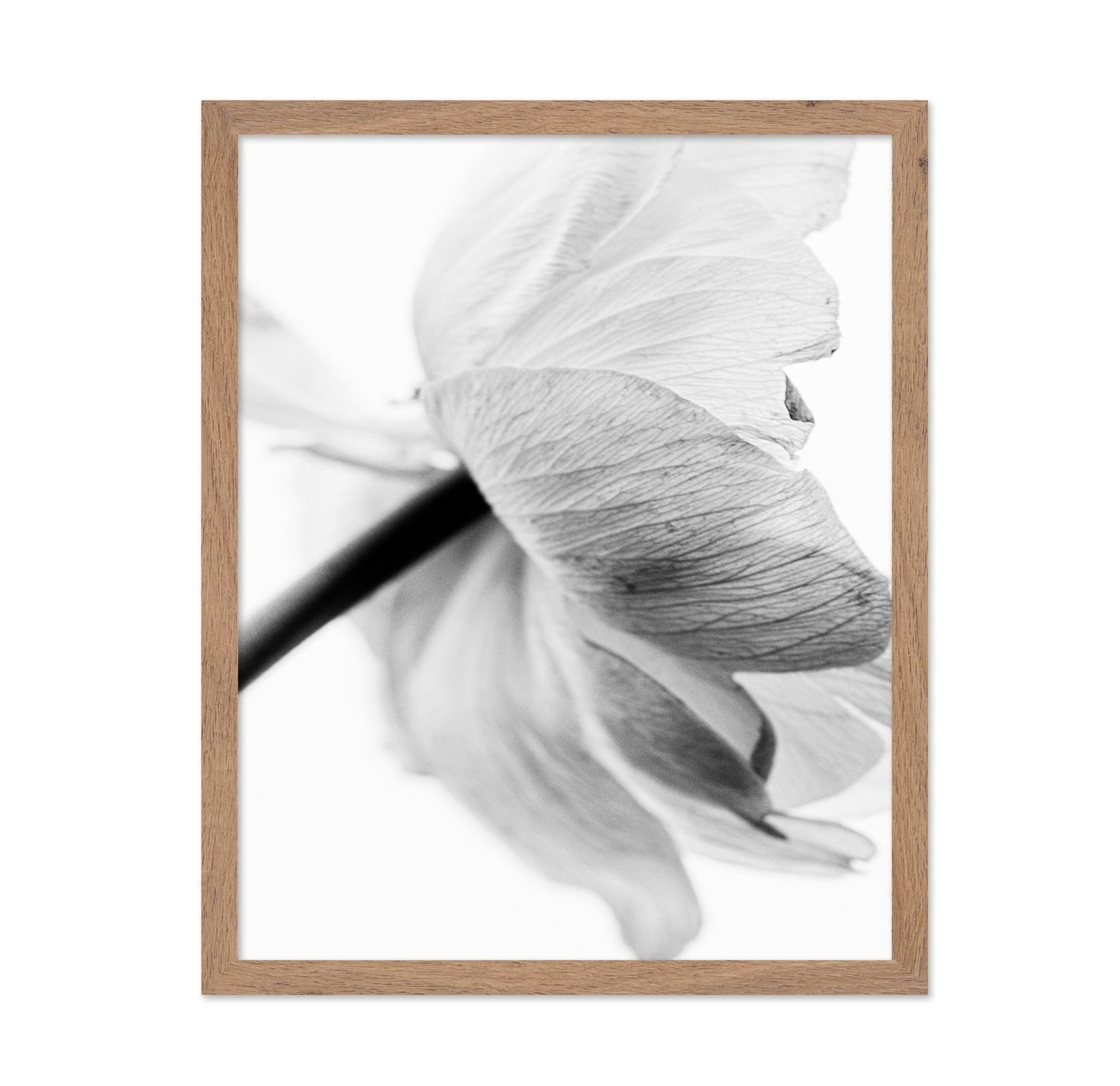 Soft Floral Closeup