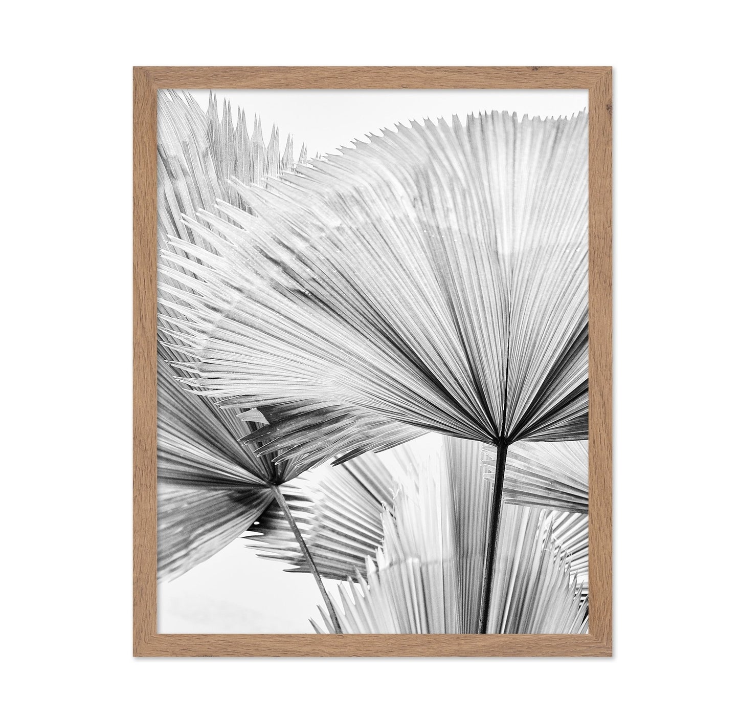 Palm Leaf Texture No2