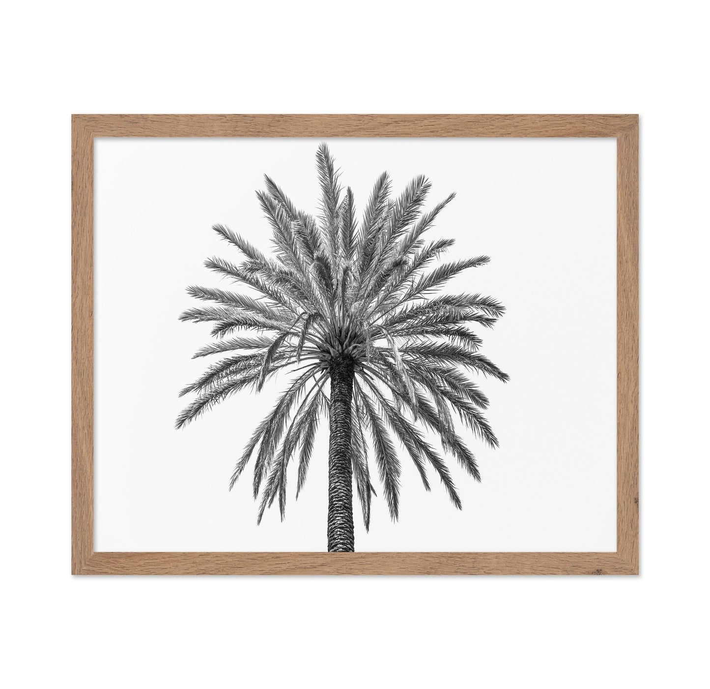 Lone Palm Tree