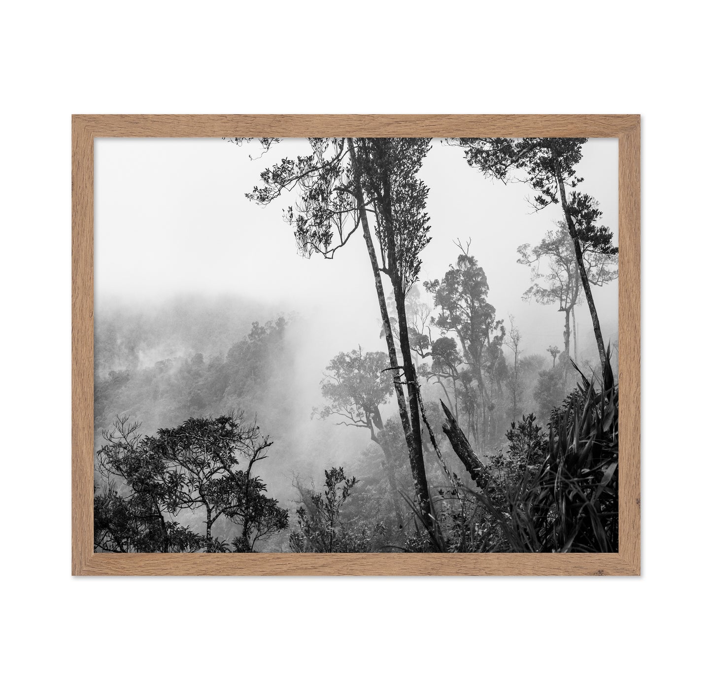 Misty Forest Trees No1