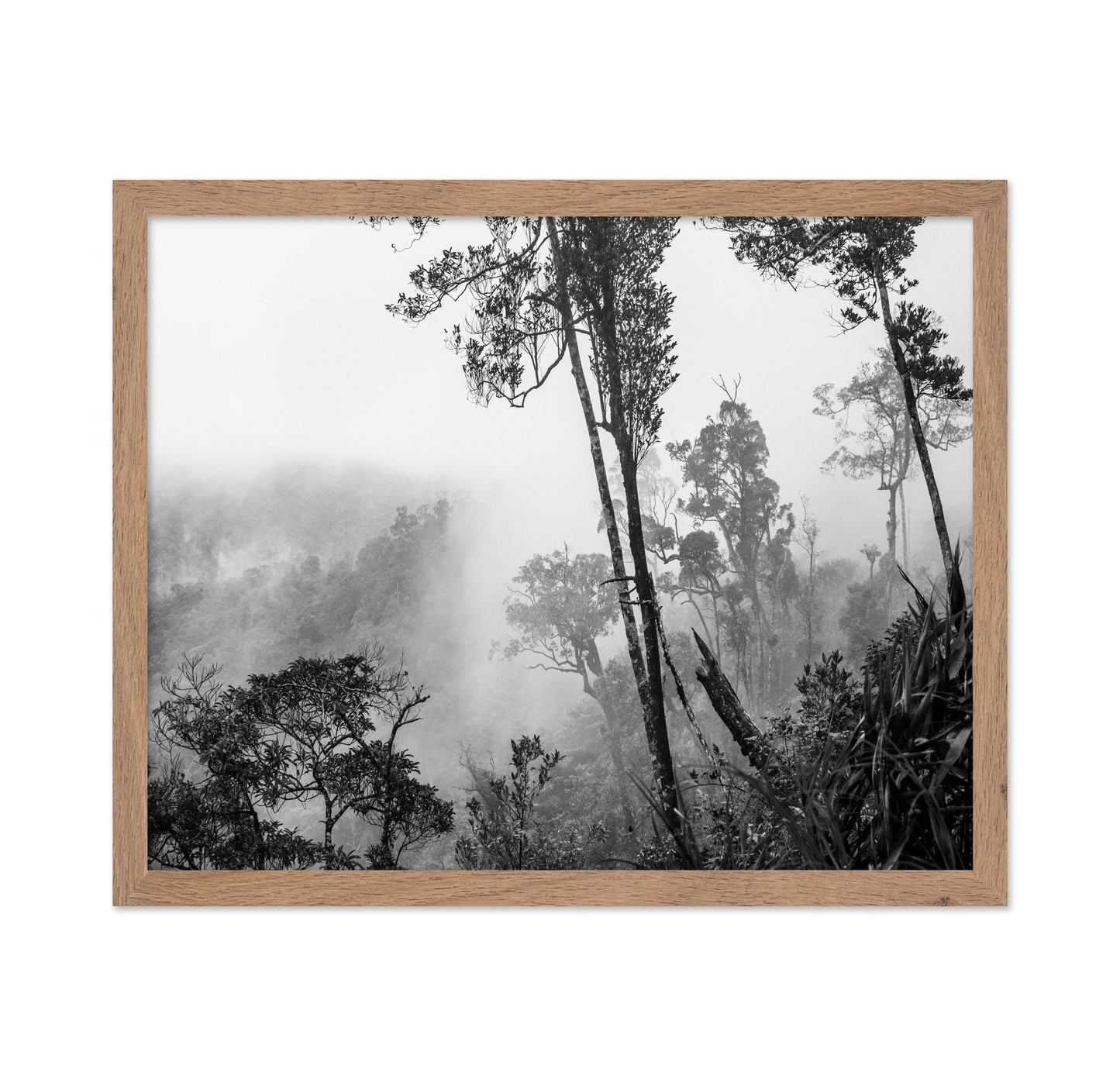 Misty Forest Trees No1