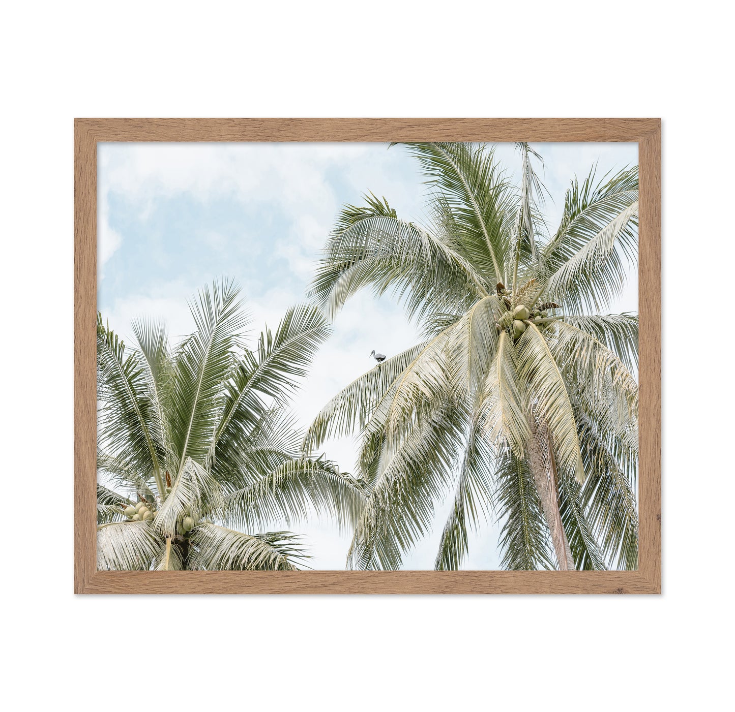 Tropical Palm Tree With Bird