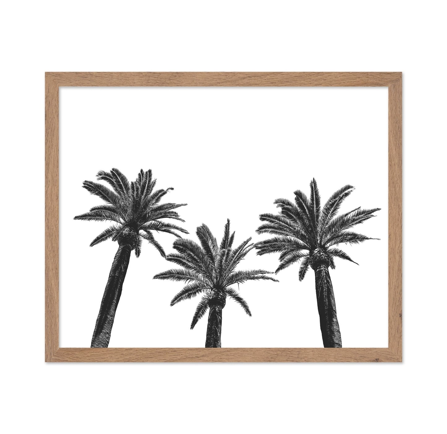 Palm Trio Silhouette