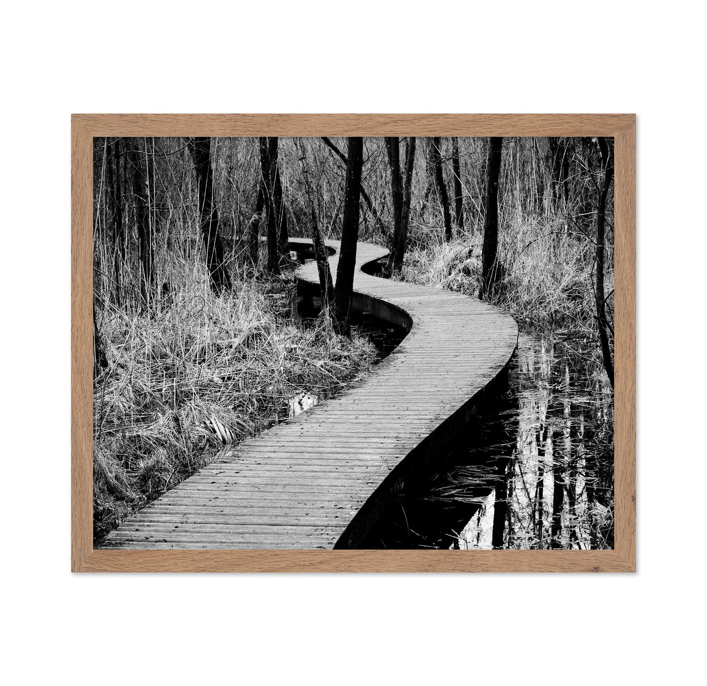 Forest Boardwalk