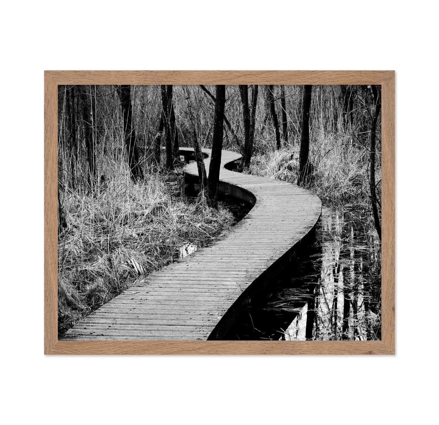 Forest Boardwalk