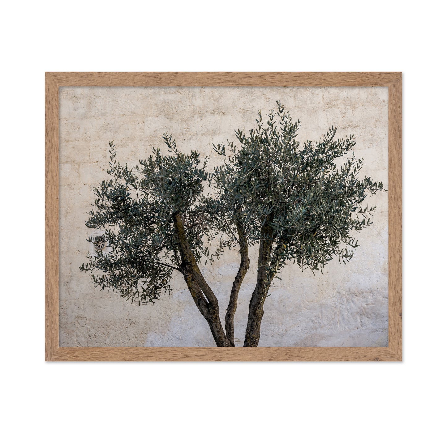 Olive Tree Minimal
